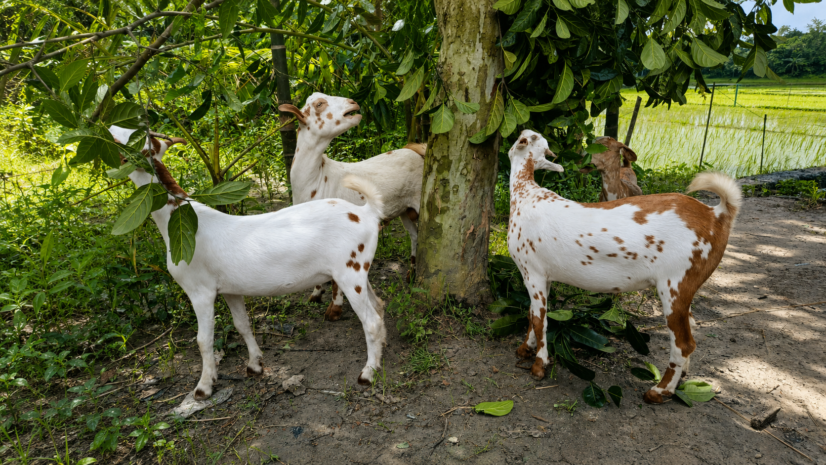 বাংলাদেশে খাসি ও ছাগলের দাম ২০২৬ - Barkah Agro goat farm